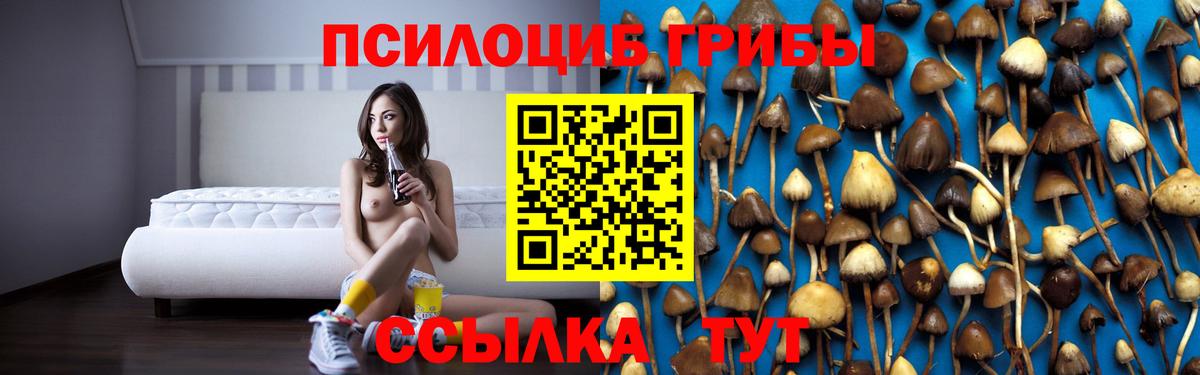 Псилоцибиновые грибы Psilocybe  Вход с VPN  Луга 