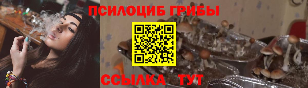 Псилоцибиновые грибы MAGIC MUSHROOMS Луга